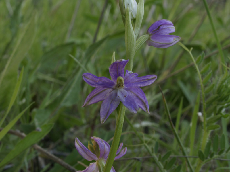 lusus naturae di ophrys holosericea subsp apulica